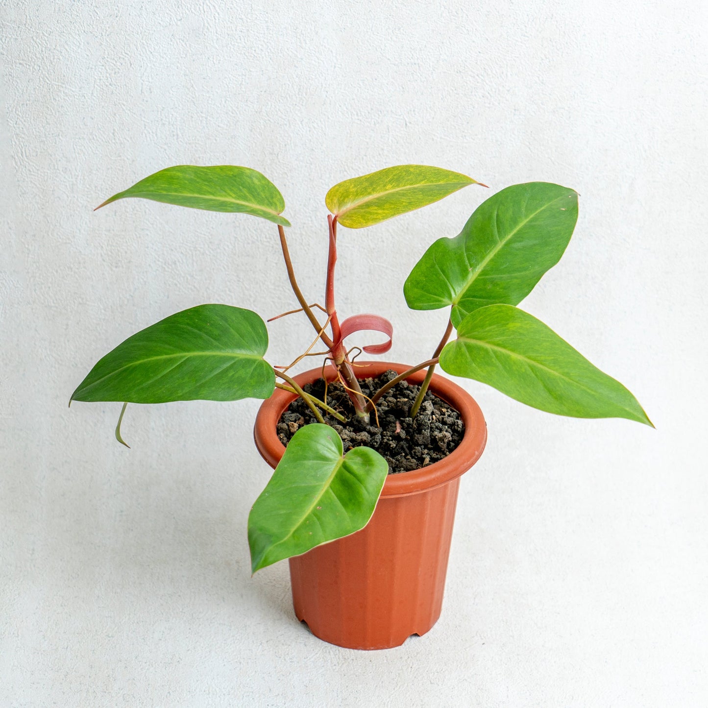 Philodendron Painted Lady - Indonesian Rare Plants