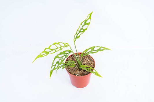 Monstera Obliqua - Indonesian Rare Plants