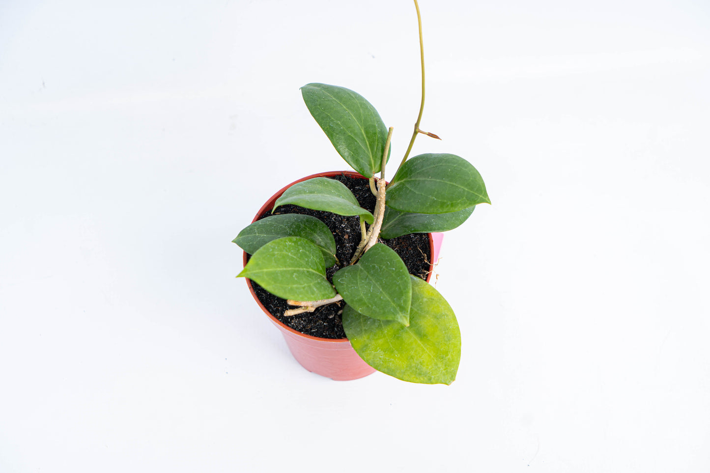 Hoya SP Selayar - Indonesian Rare Plants