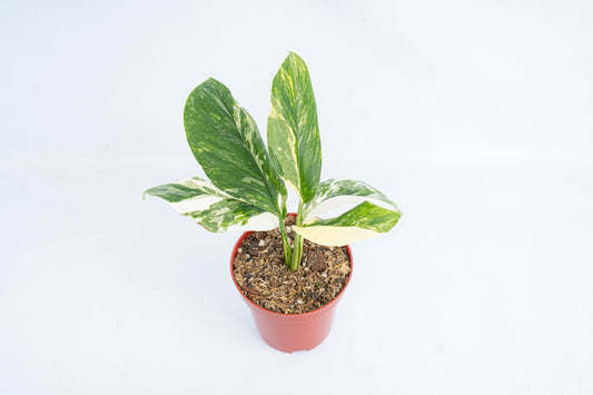 Monstera Lechleriana Variegated - Indonesian Rare Plants