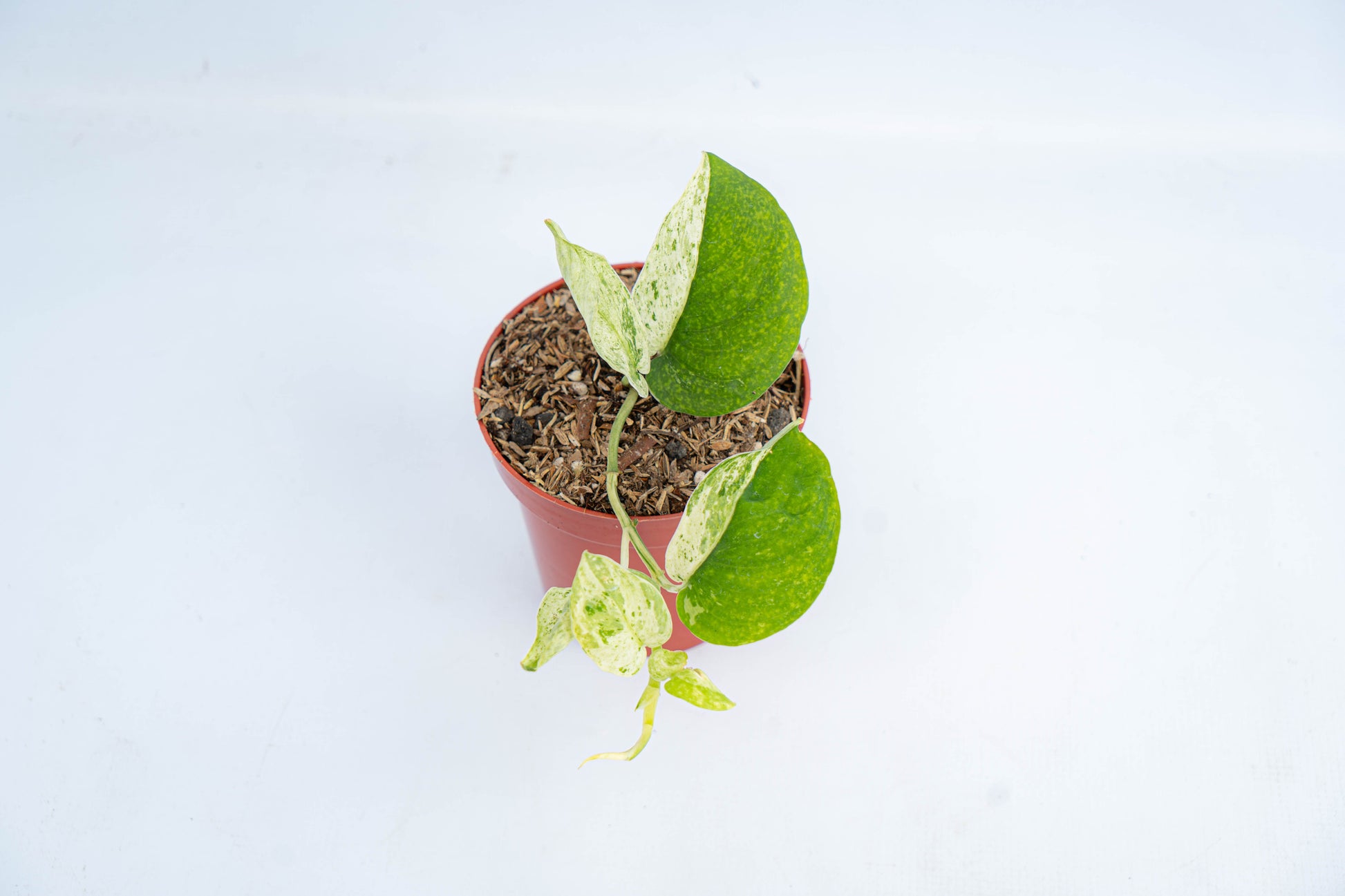 Scindapsus Silver Satin Variegated - Indonesian Rare Plants