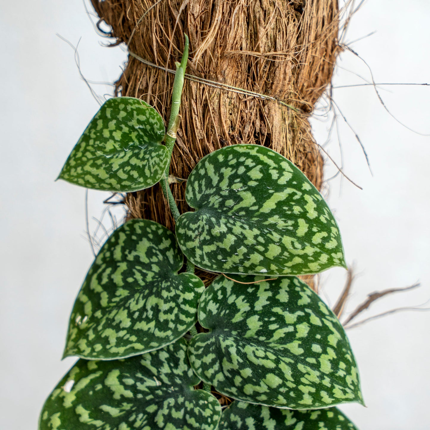 Scindapsus Snake Scale