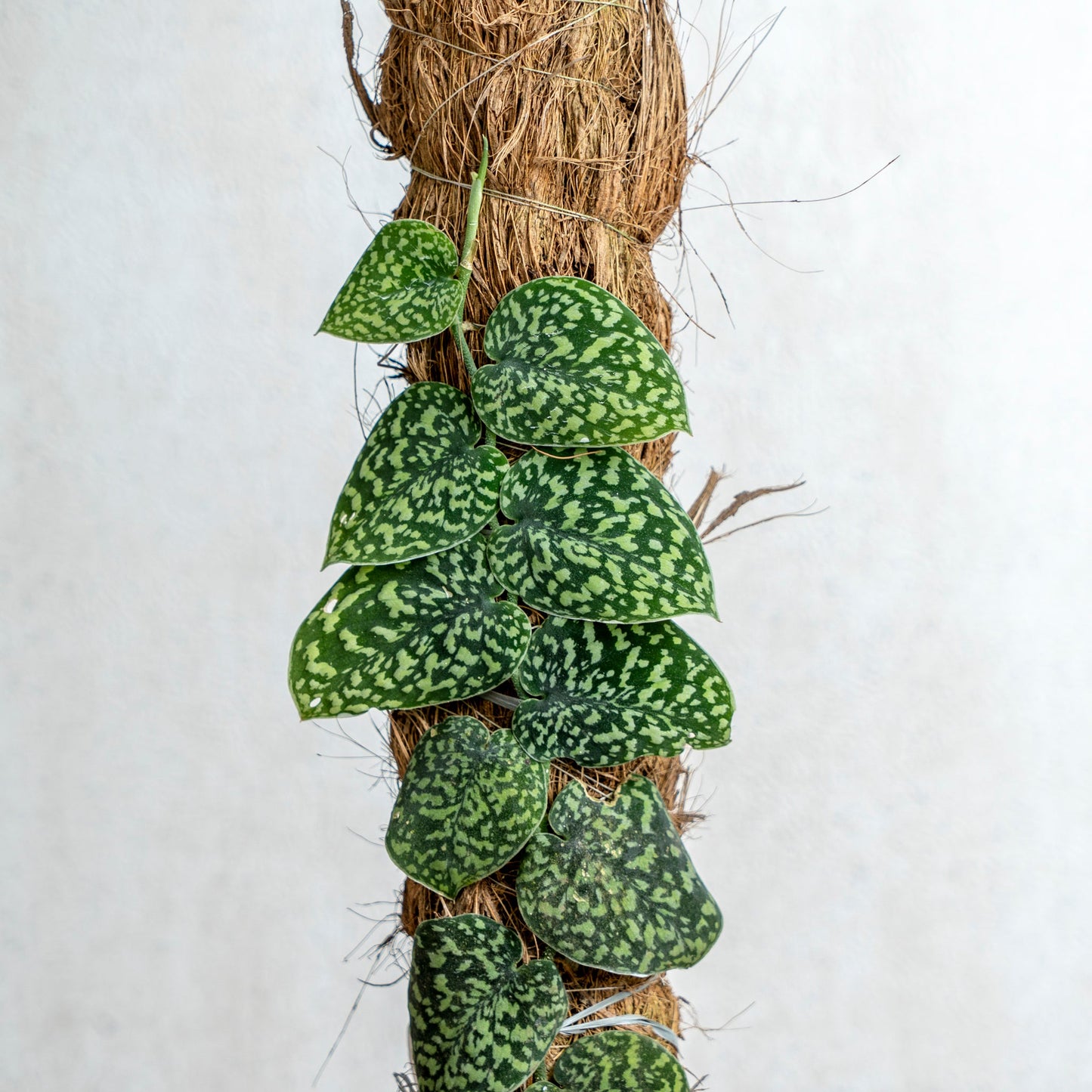 Scindapsus Snake Scale