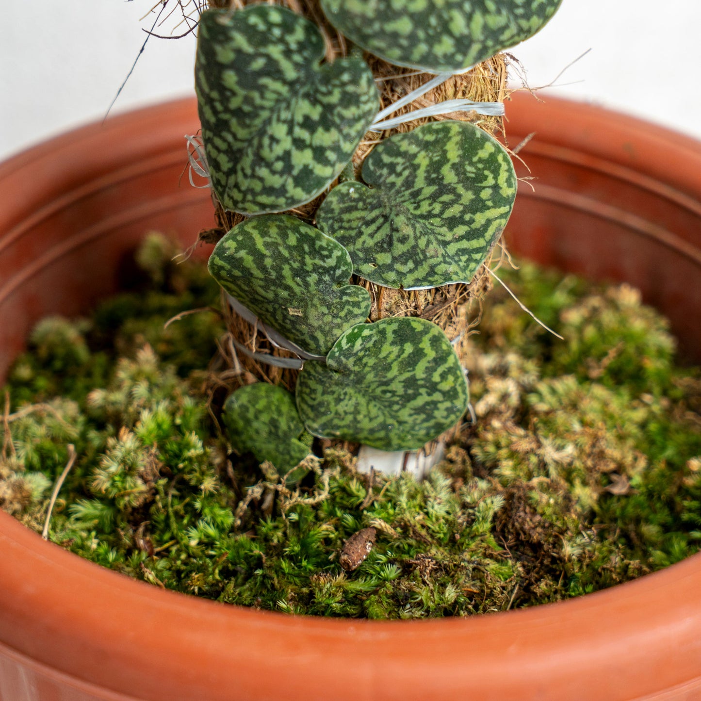 Scindapsus Snake Scale