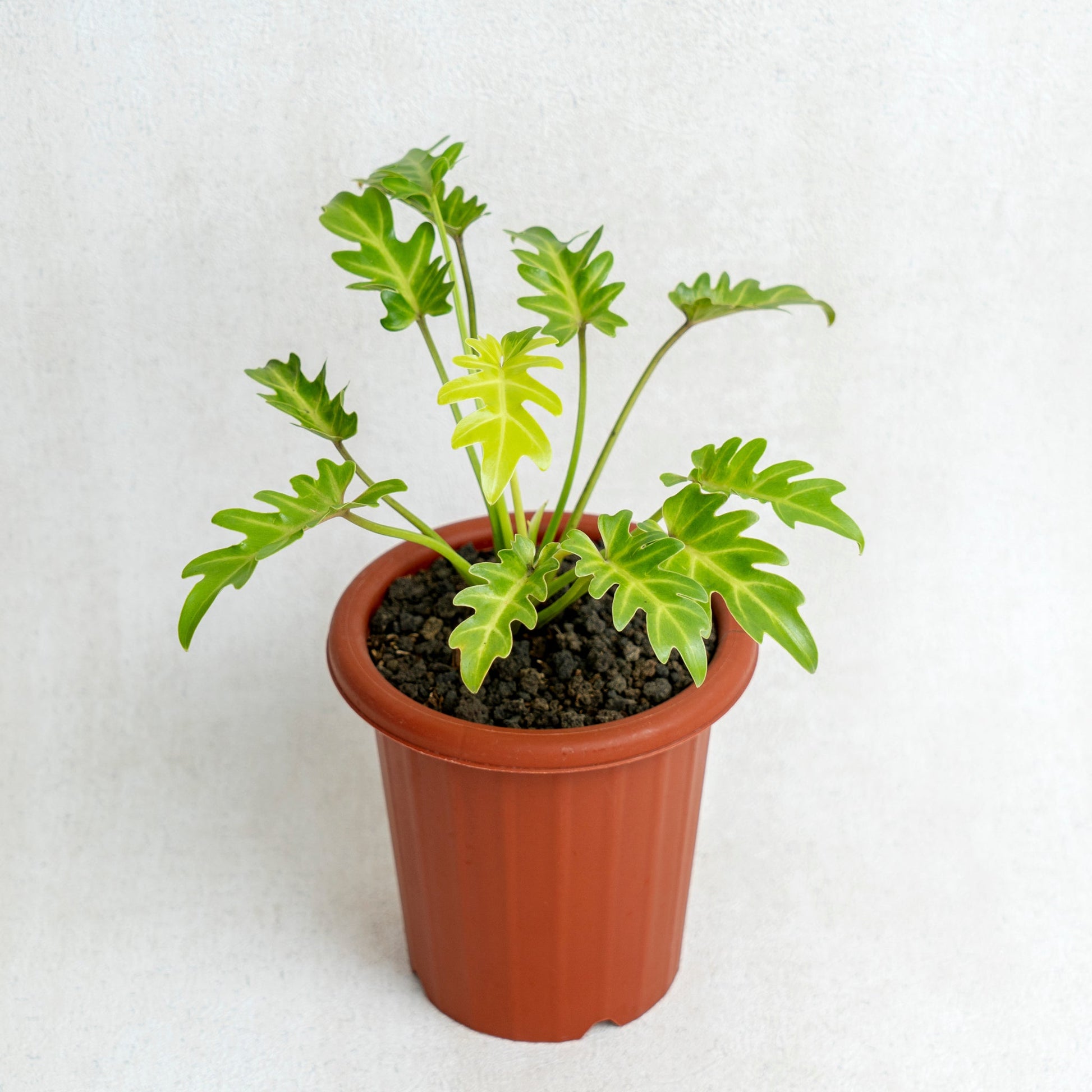 Philodendron Golden Xanadu - Indonesian Rare Plants