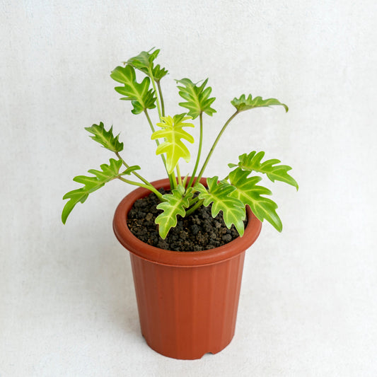 Philodendron Golden Xanadu - Indonesian Rare Plants