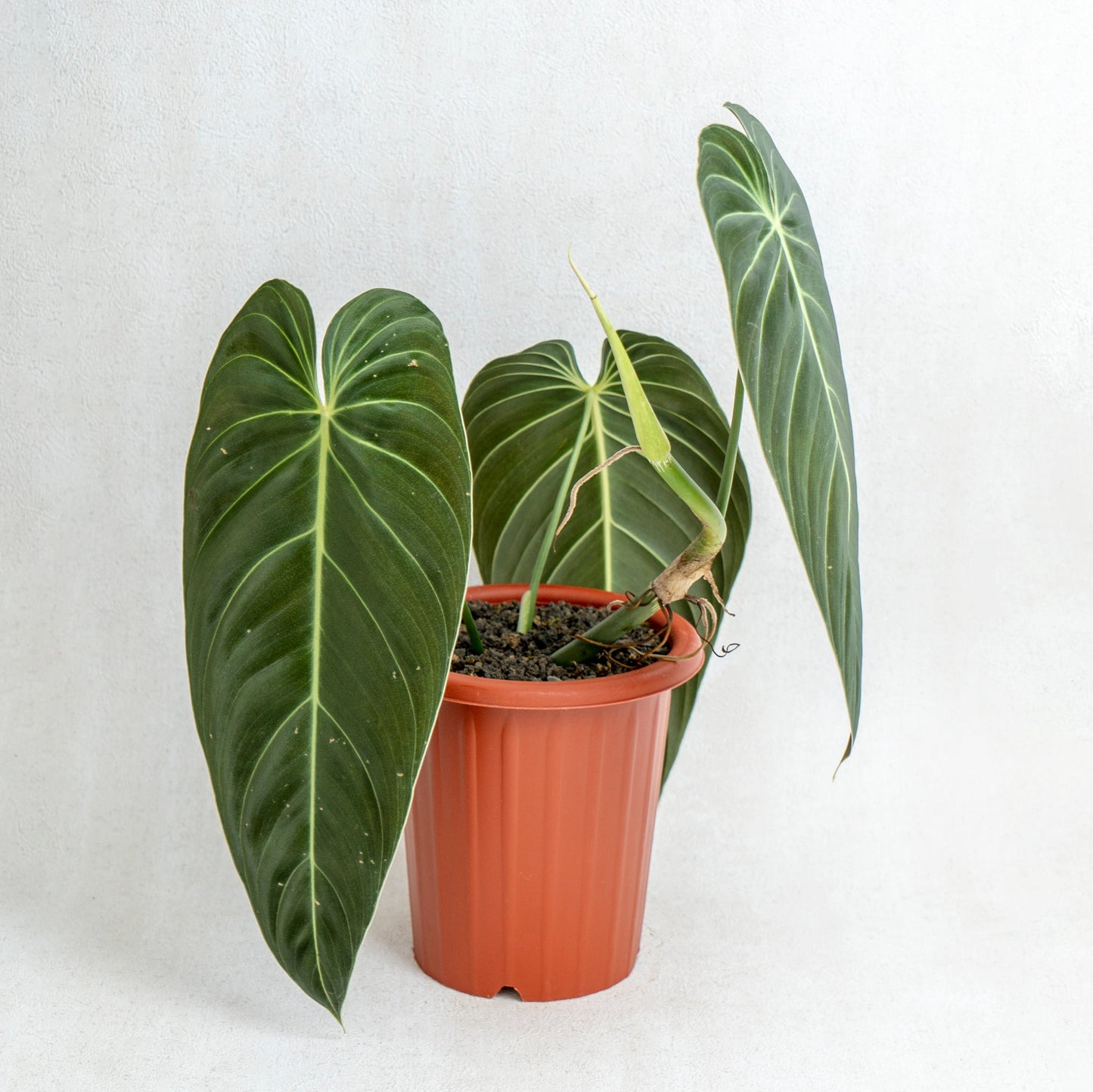 Philodendron Melanochrysum Long Leaves