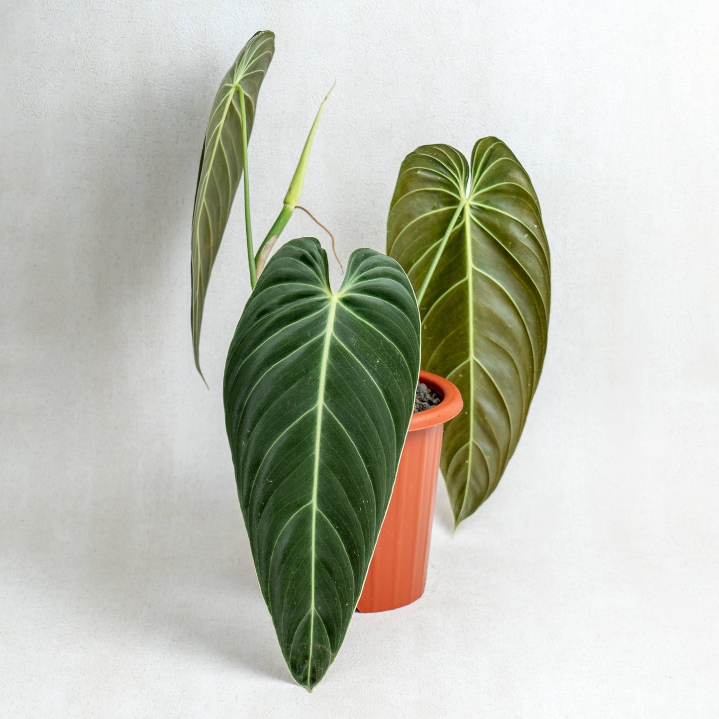 Philodendron Melanochrysum Long Leaves - Indonesian Rare Plants
