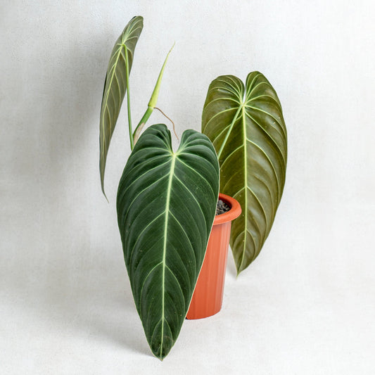 Philodendron Melanochrysum Long Leaves - Indonesian Rare Plants