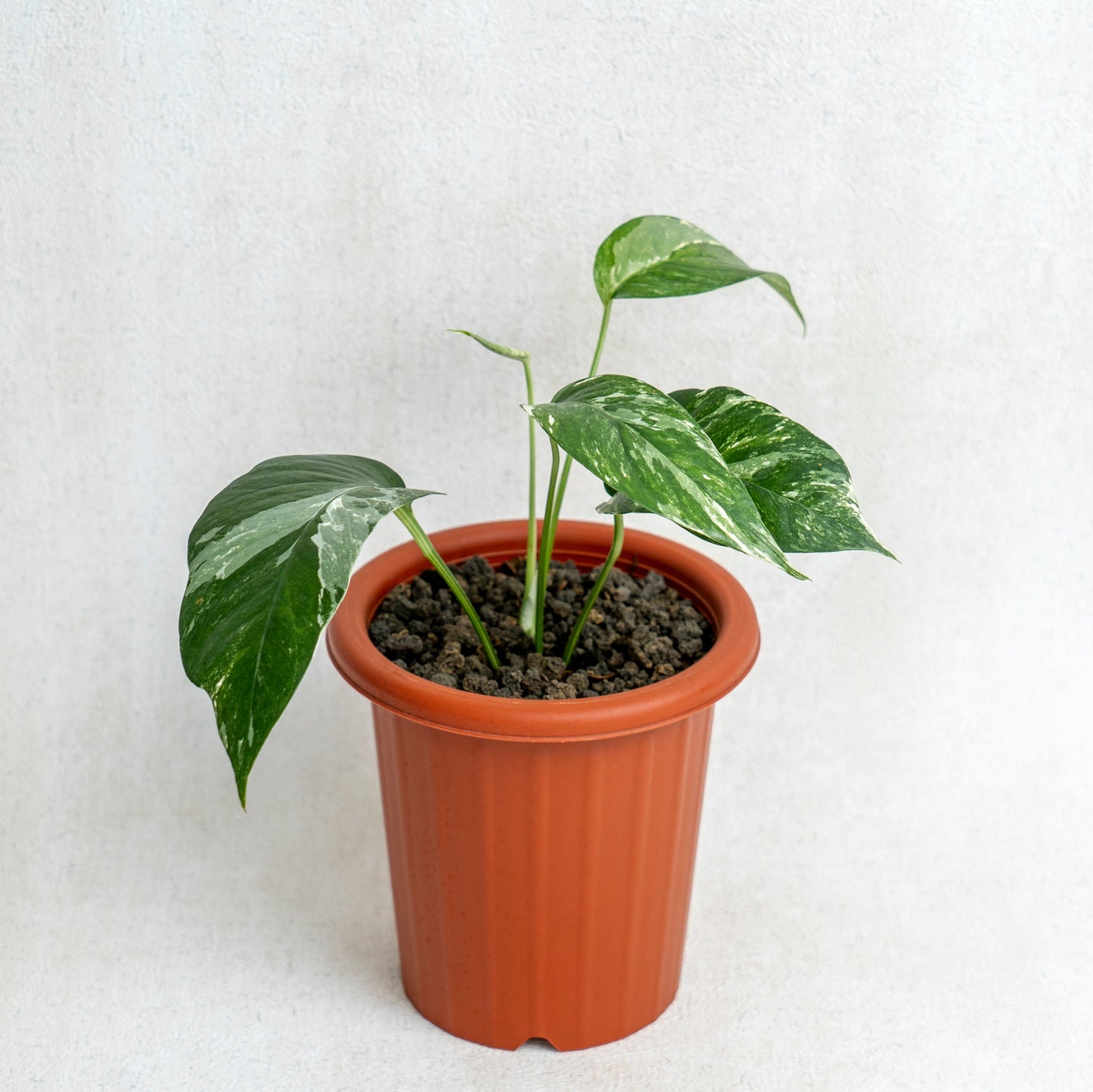 Epipremnum Pinnatum Variegated - Indonesian Rare Plants