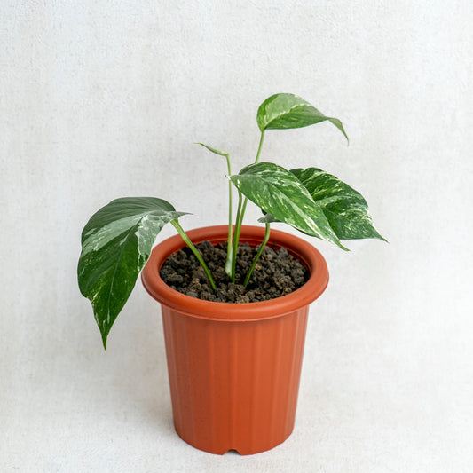 Epipremnum Pinnatum Variegated - Indonesian Rare Plants