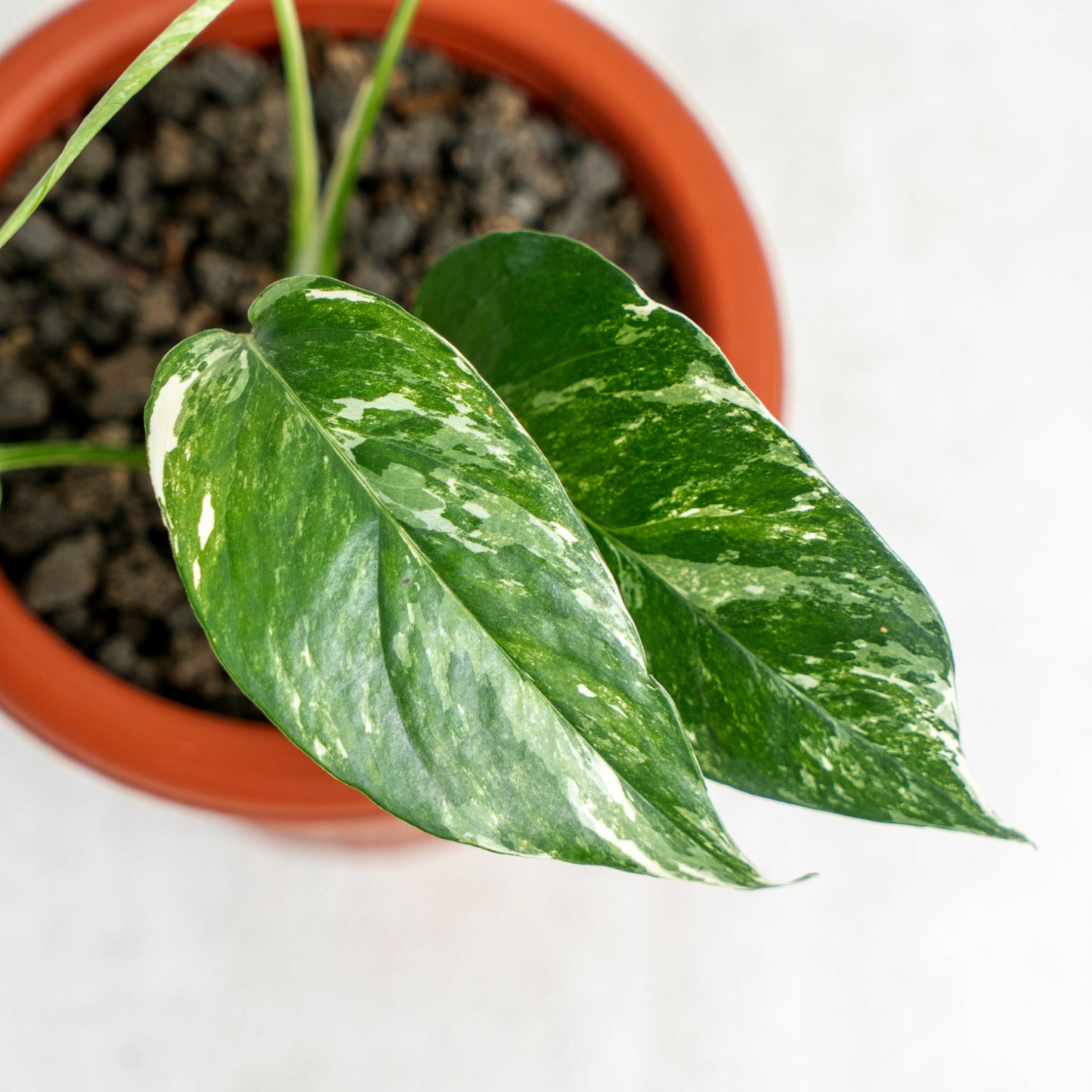Epipremnum Pinnatum Variegated