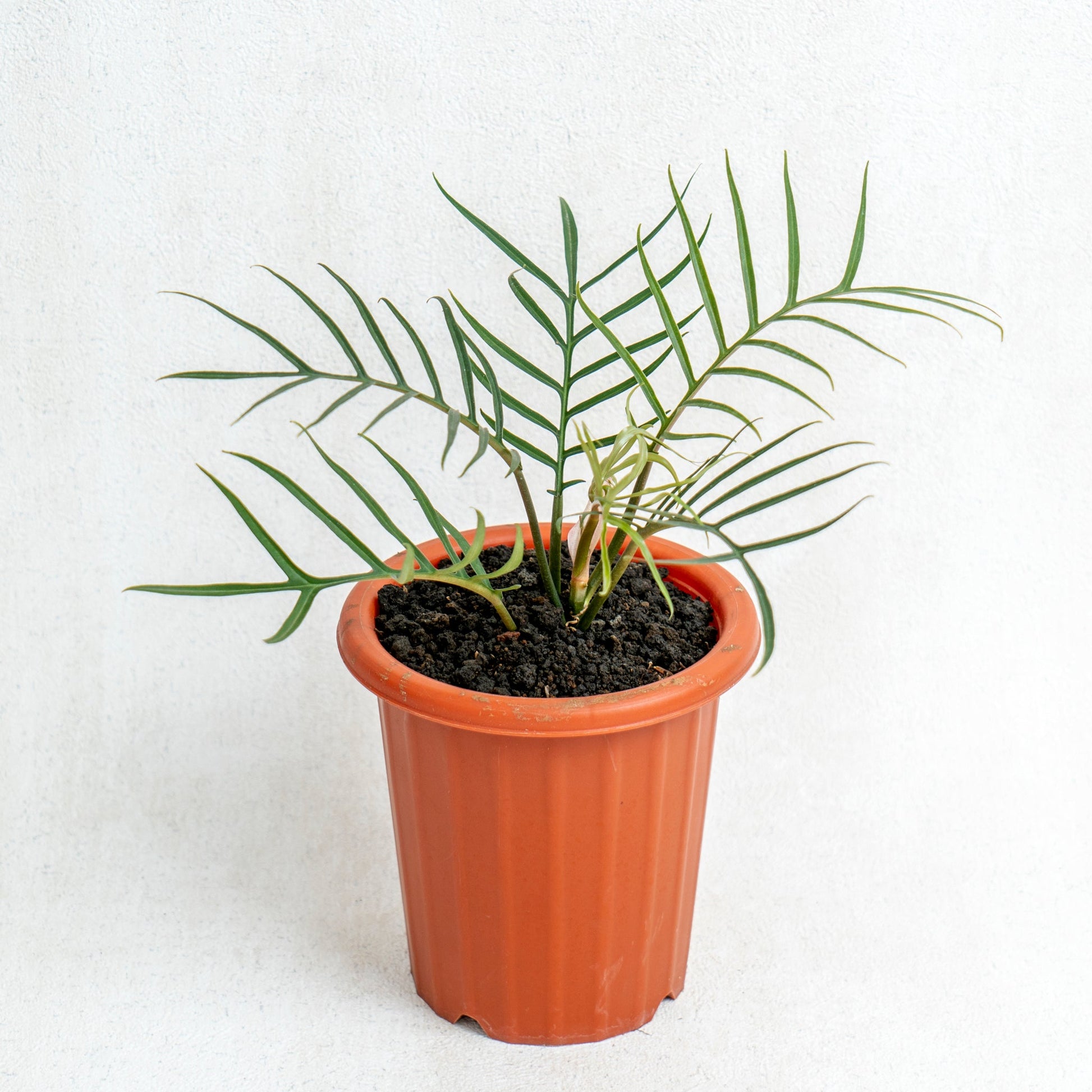 Philodendron Tortum - Indonesian Rare Plants