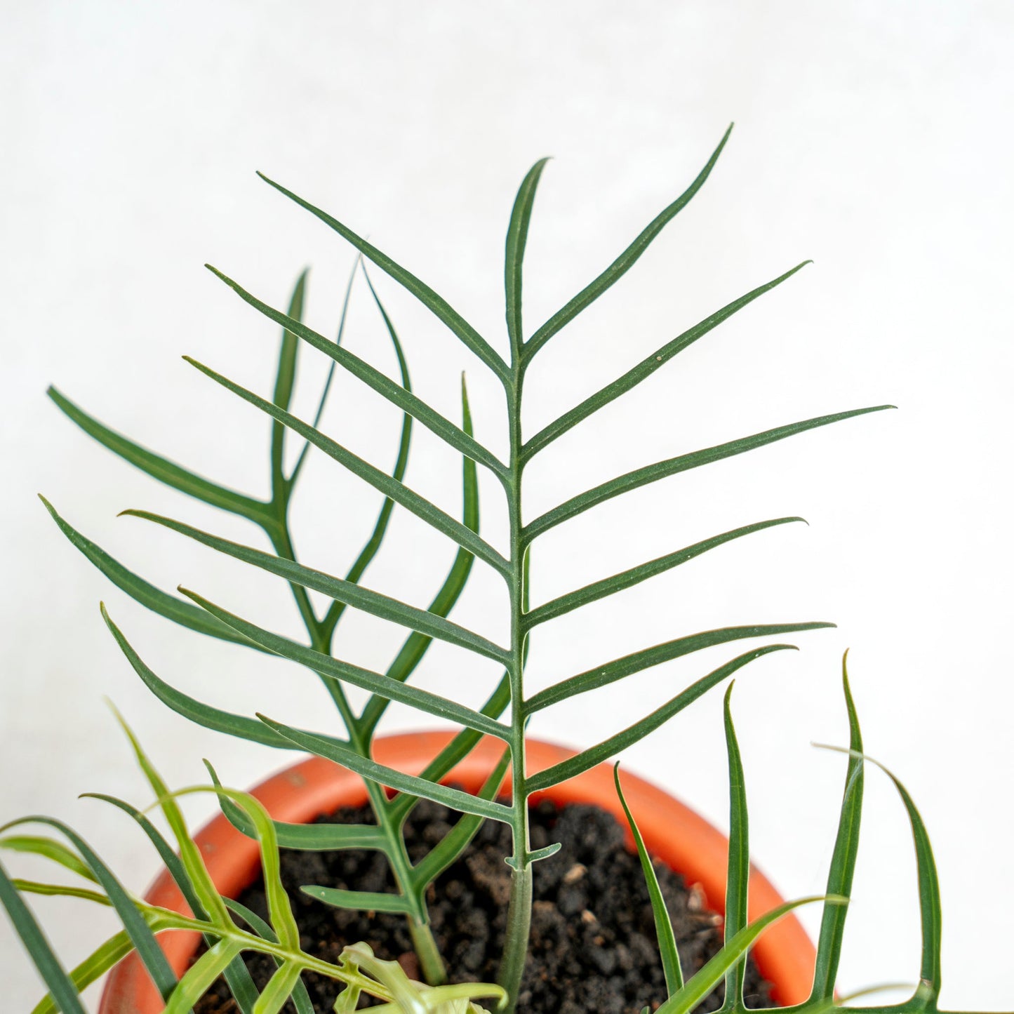 Philodendron Tortum