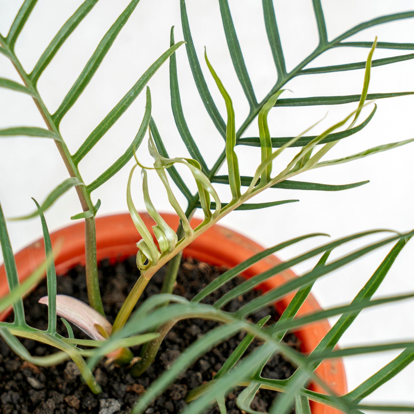 Philodendron Tortum