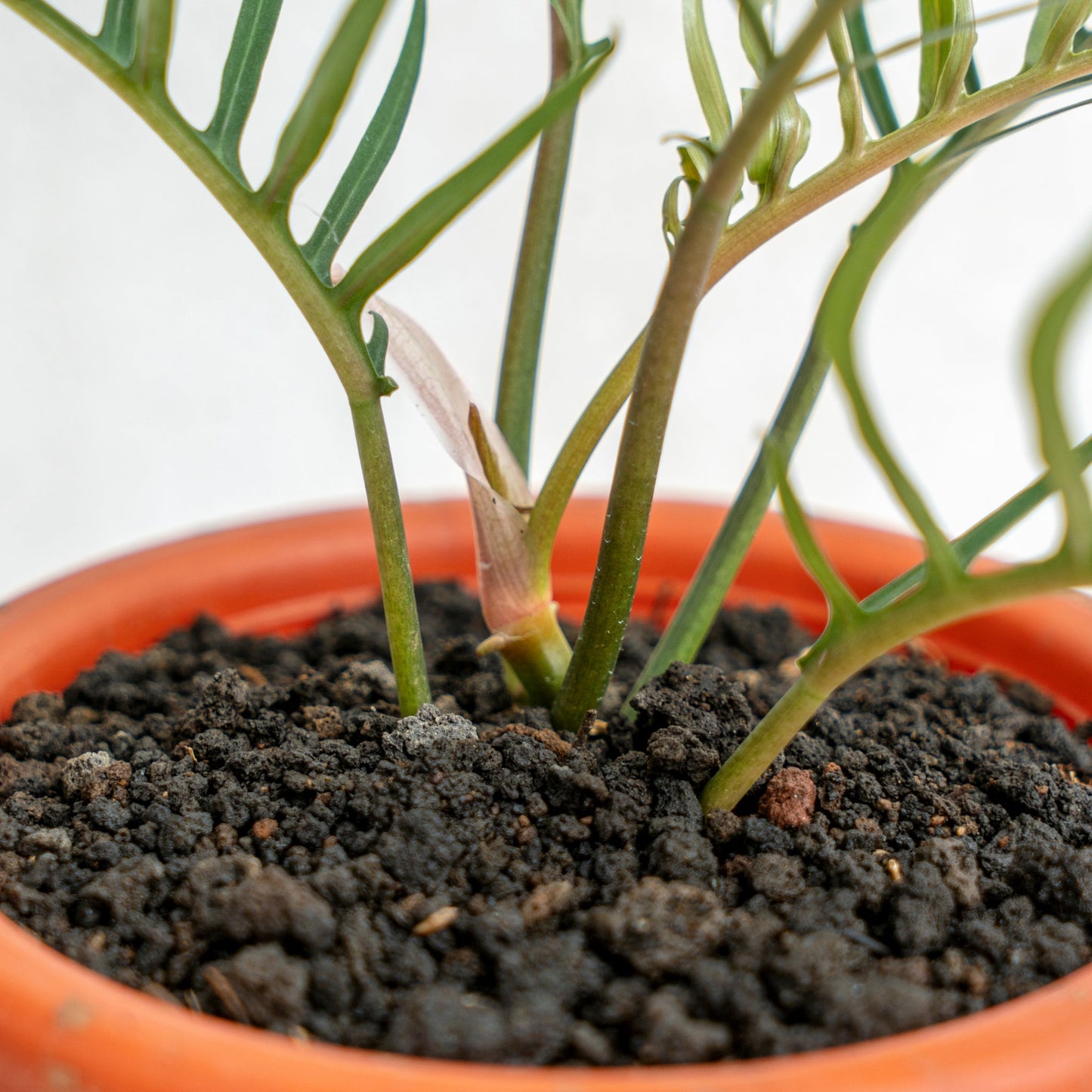 Philodendron Tortum