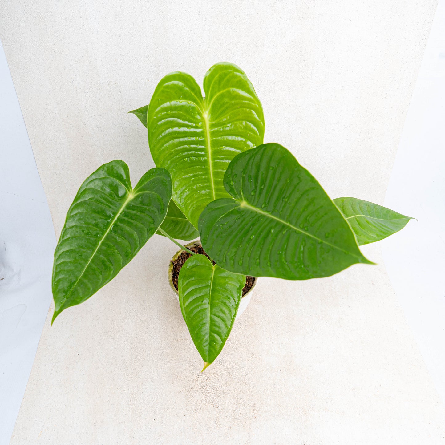 Anthurium King Veitchii Medium - Indonesian Rare Plants