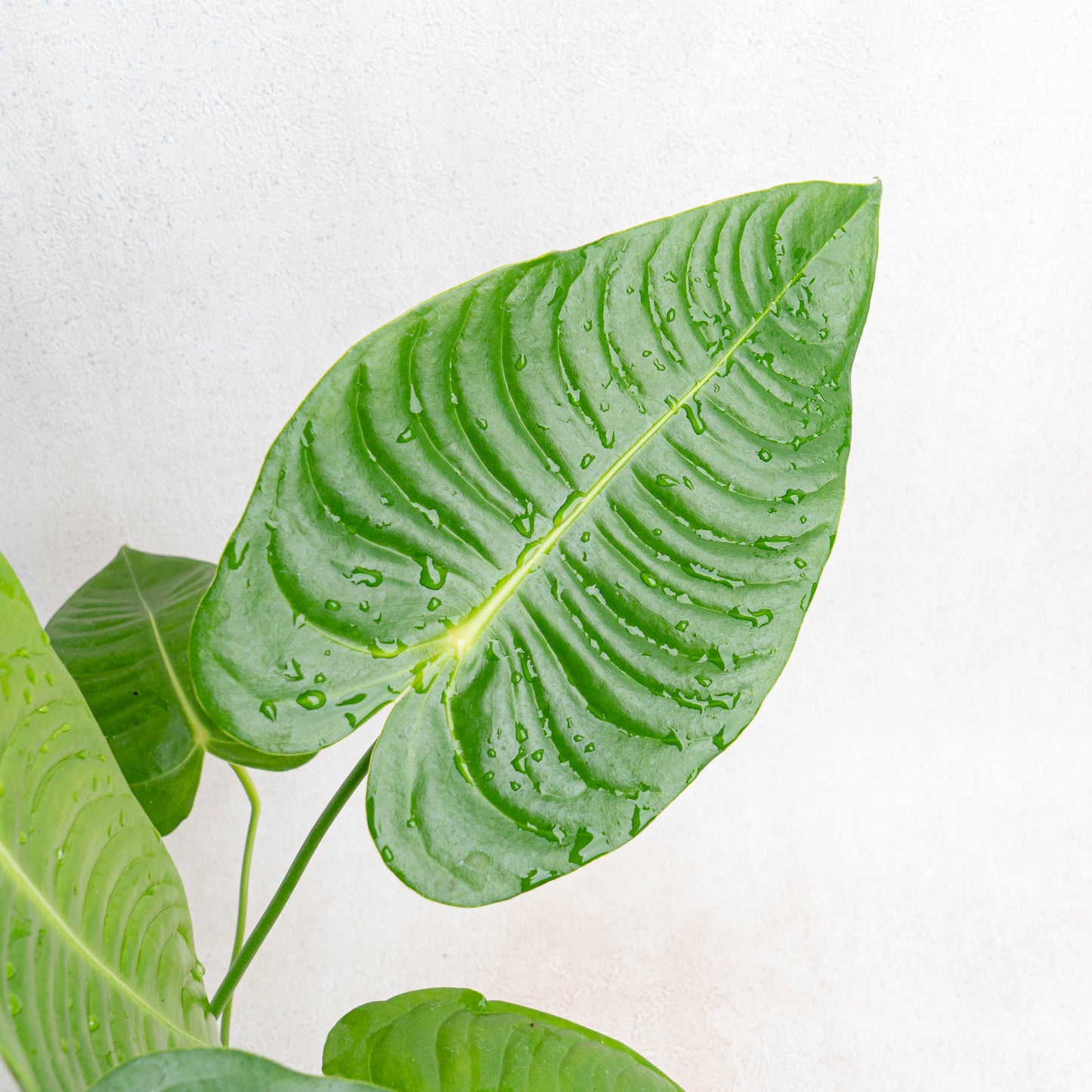 Anthurium King Veitchii Medium