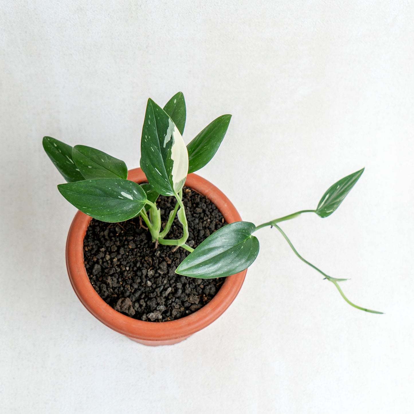 Monstera Standleyana Variegated