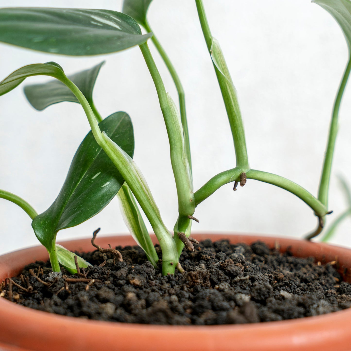 Monstera Standleyana Variegated