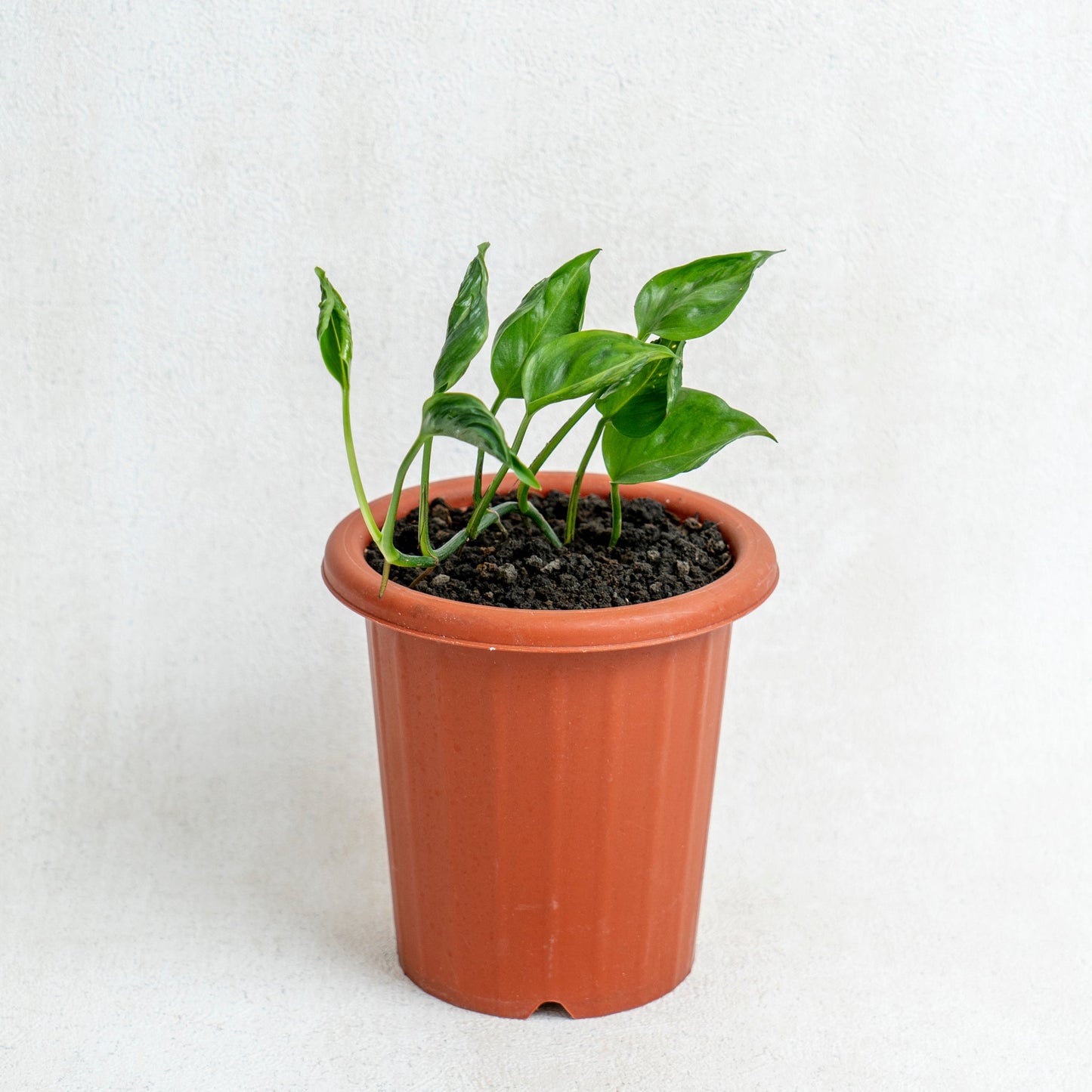 Epipremnum Shangri La - Indonesian Rare Plants