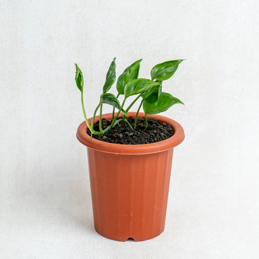 Epipremnum Shangri La - Indonesian Rare Plants