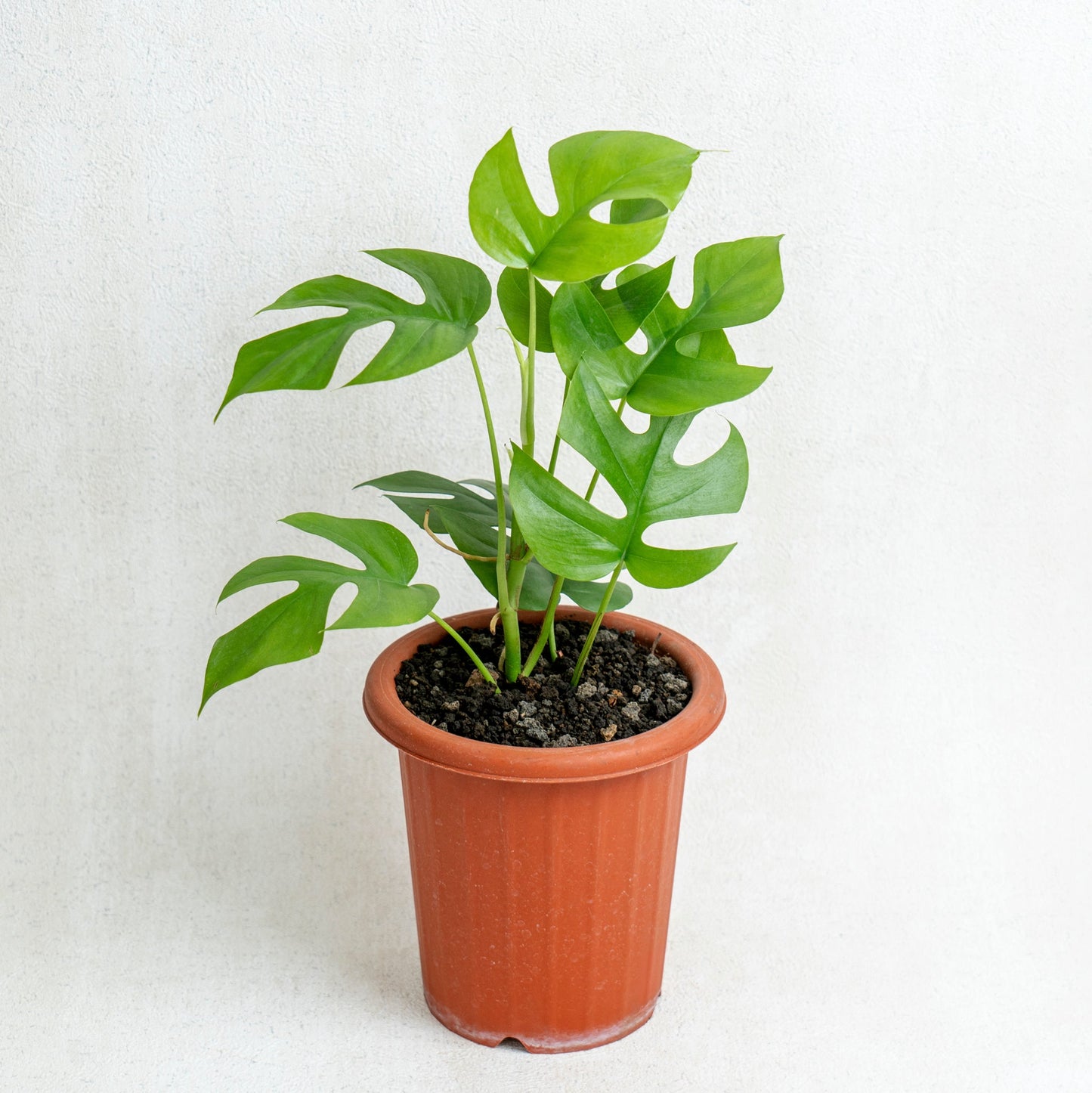 Rhaphidophora Tetrasperma - Indonesian Rare Plants