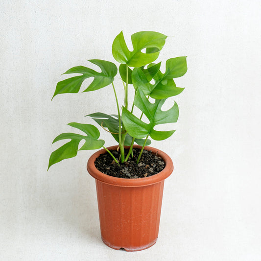 Rhaphidophora Tetrasperma - Indonesian Rare Plants