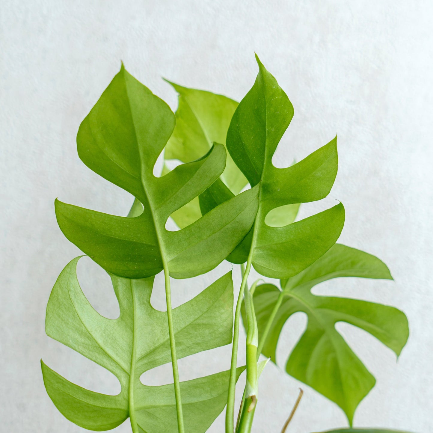 Rhaphidophora Tetrasperma