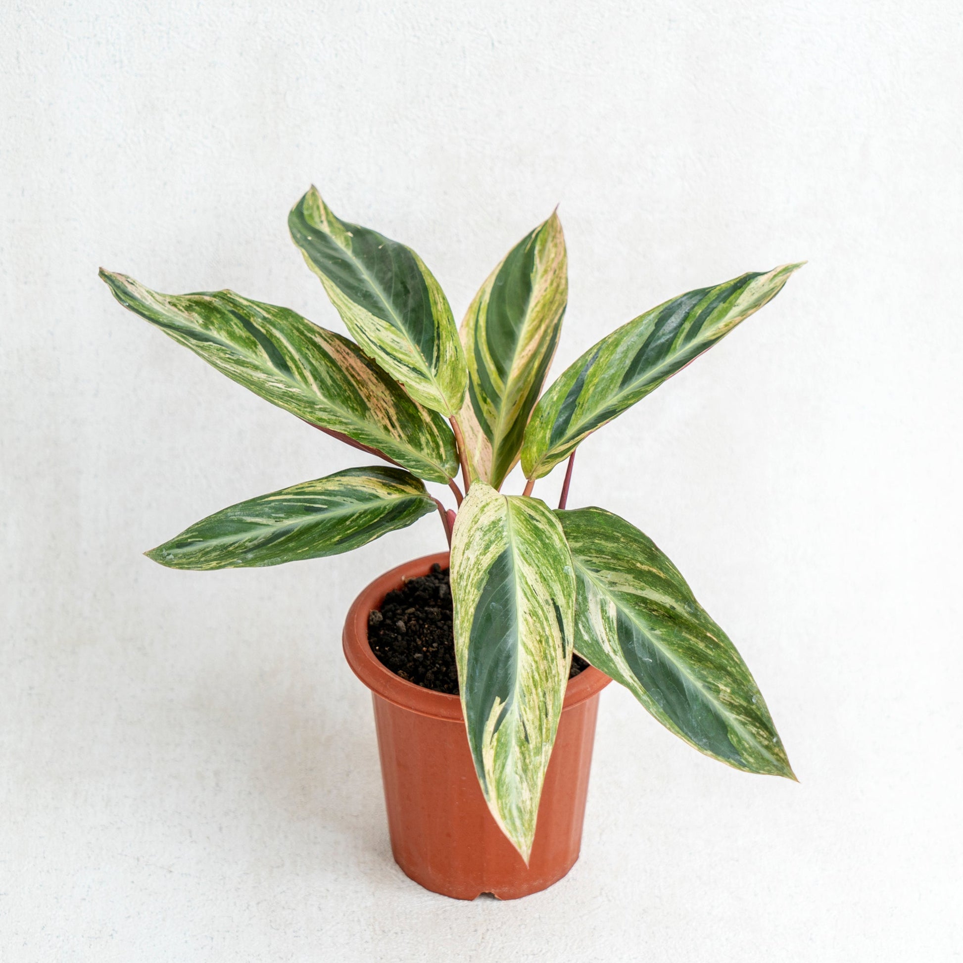 Calathea Triostar Variegated - Indonesian Rare Plants