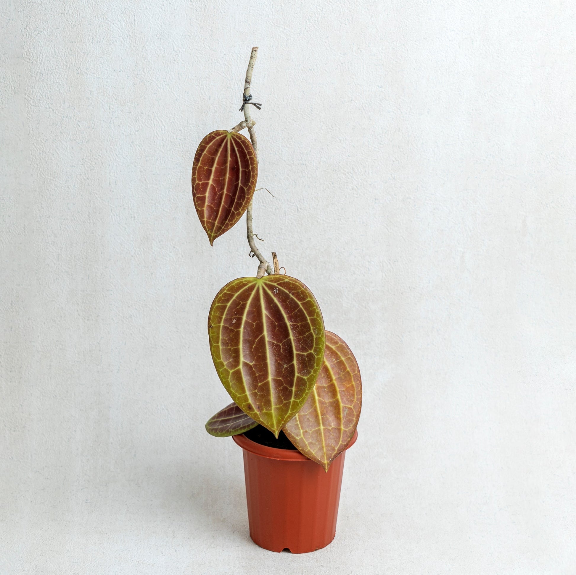 Hoya Macrophylla Red - Indonesian Rare Plants