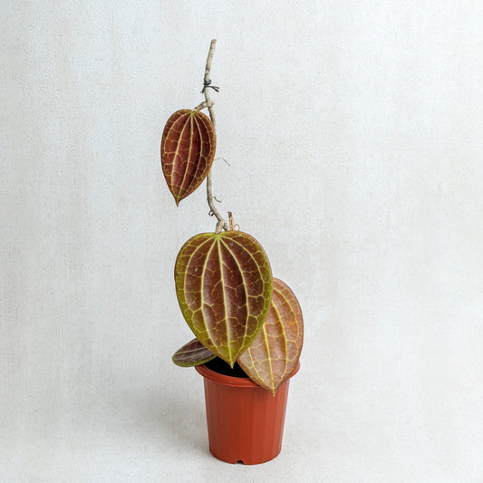 Hoya Macrophylla Red - Indonesian Rare Plants