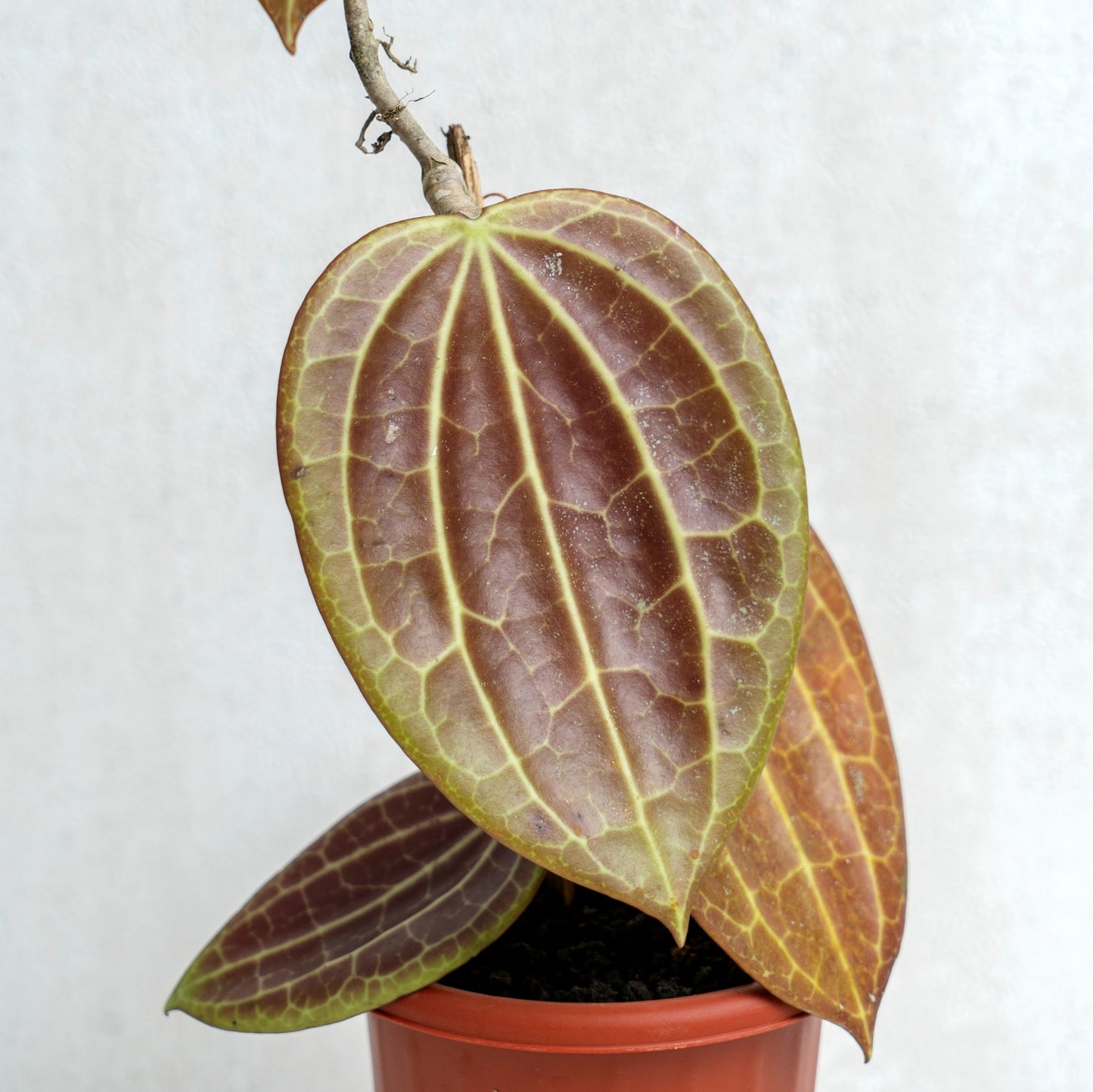 Hoya Macrophylla Red