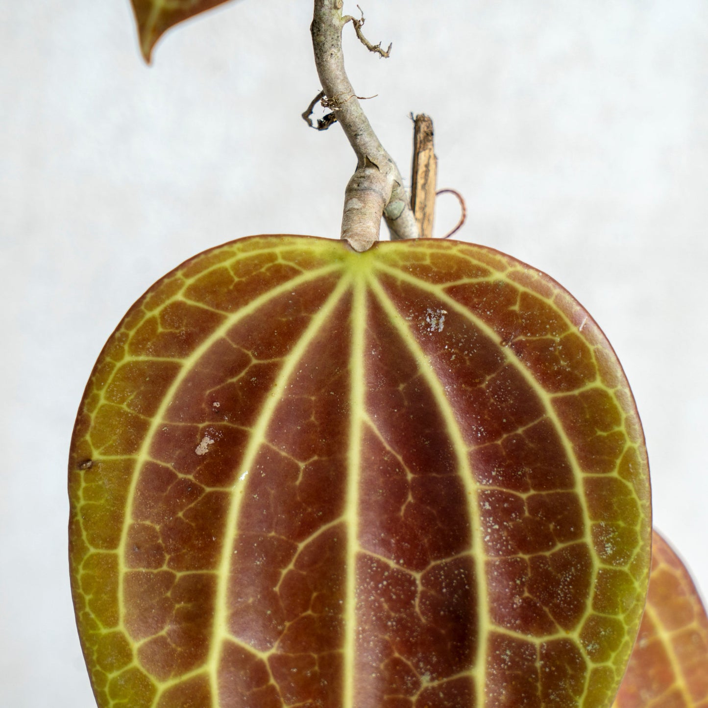 Hoya Macrophylla Red