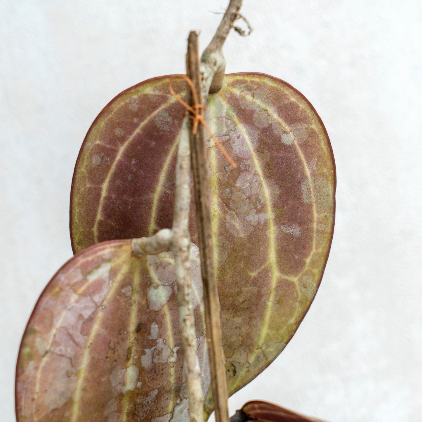 Hoya Macrophylla Red