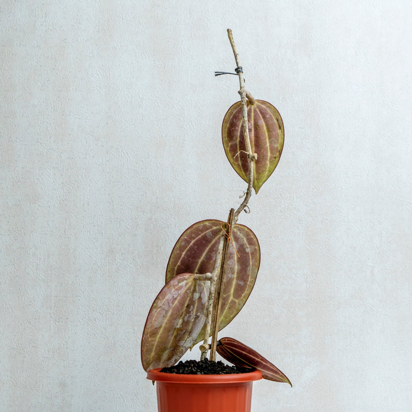 Hoya Macrophylla Red