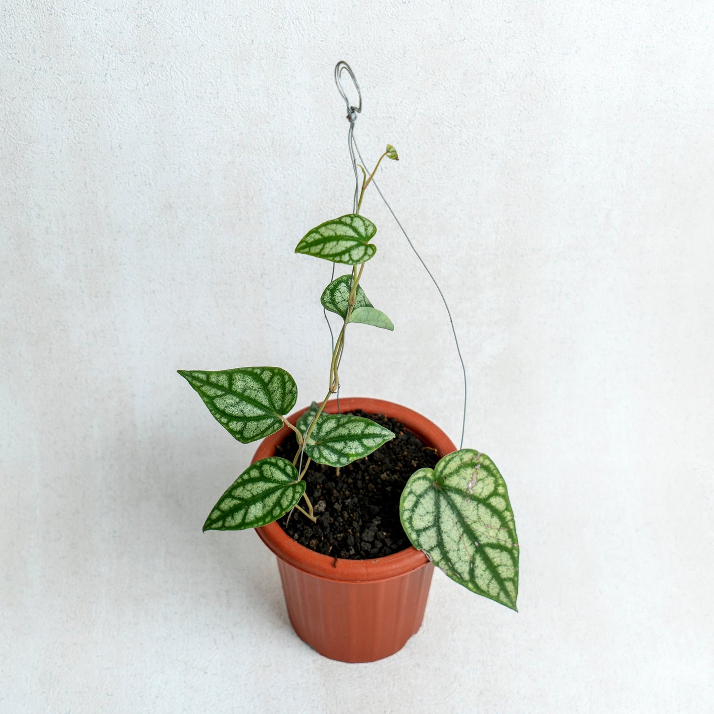 Piper Sylvaticum - Indonesian Rare Plants