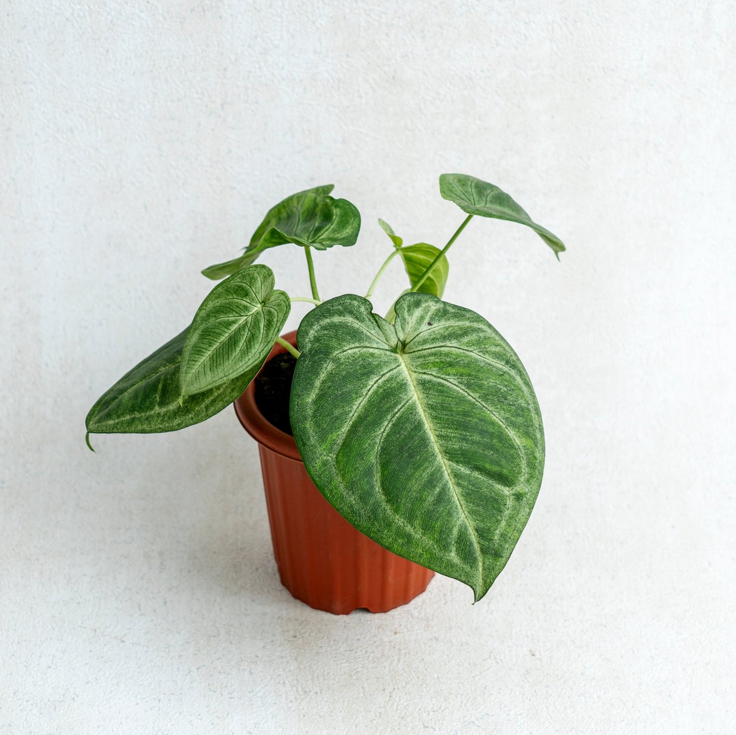 Syngonium Frosted Heart - Indonesian Rare Plants