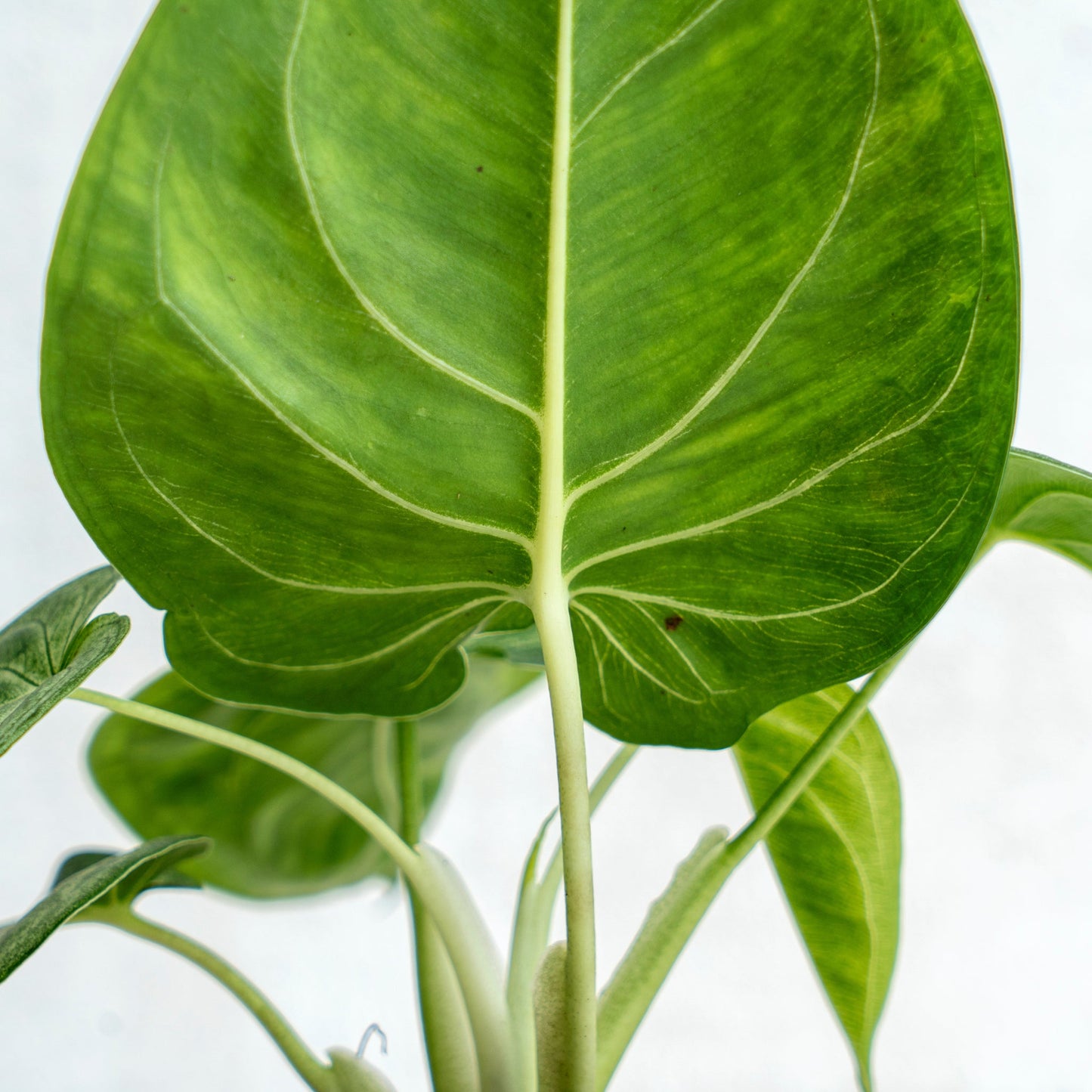 Syngonium Frosted Heart