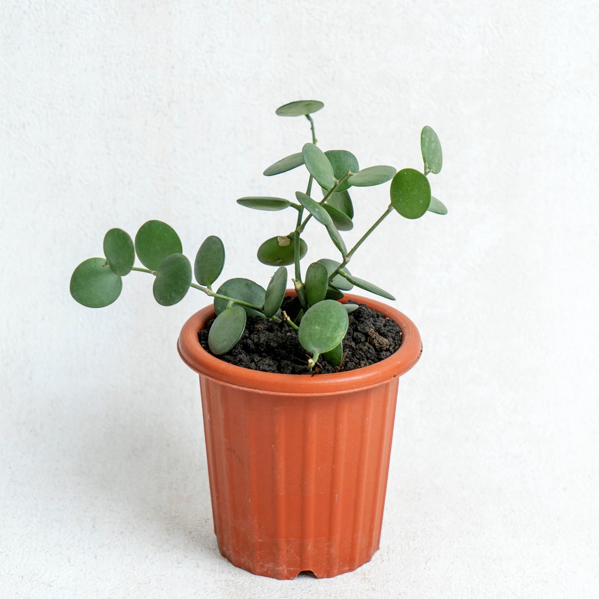 Hoya Coin - Indonesian Rare Plants
