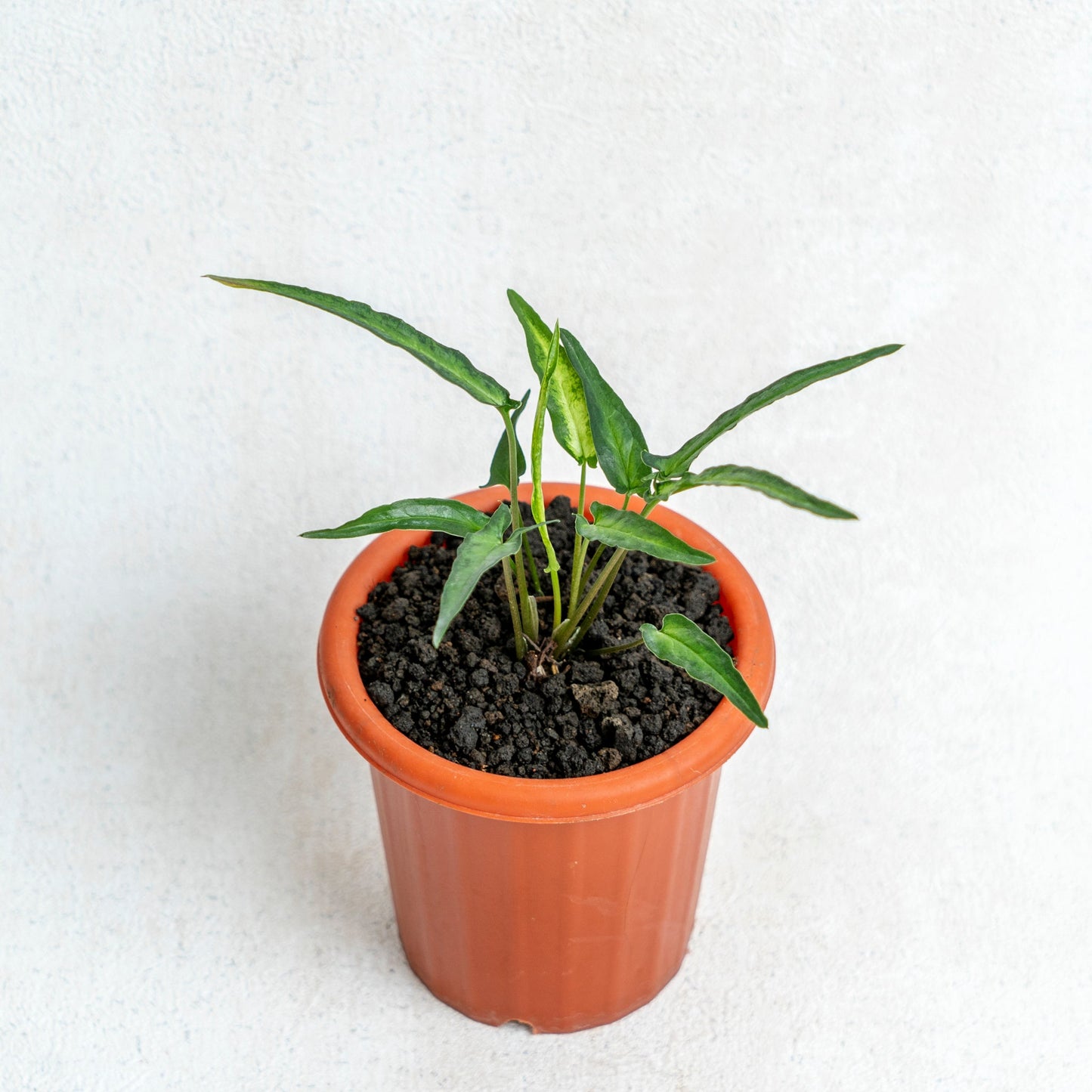 Syngonium Podophyllum Ribbon - Indonesian Rare Plants