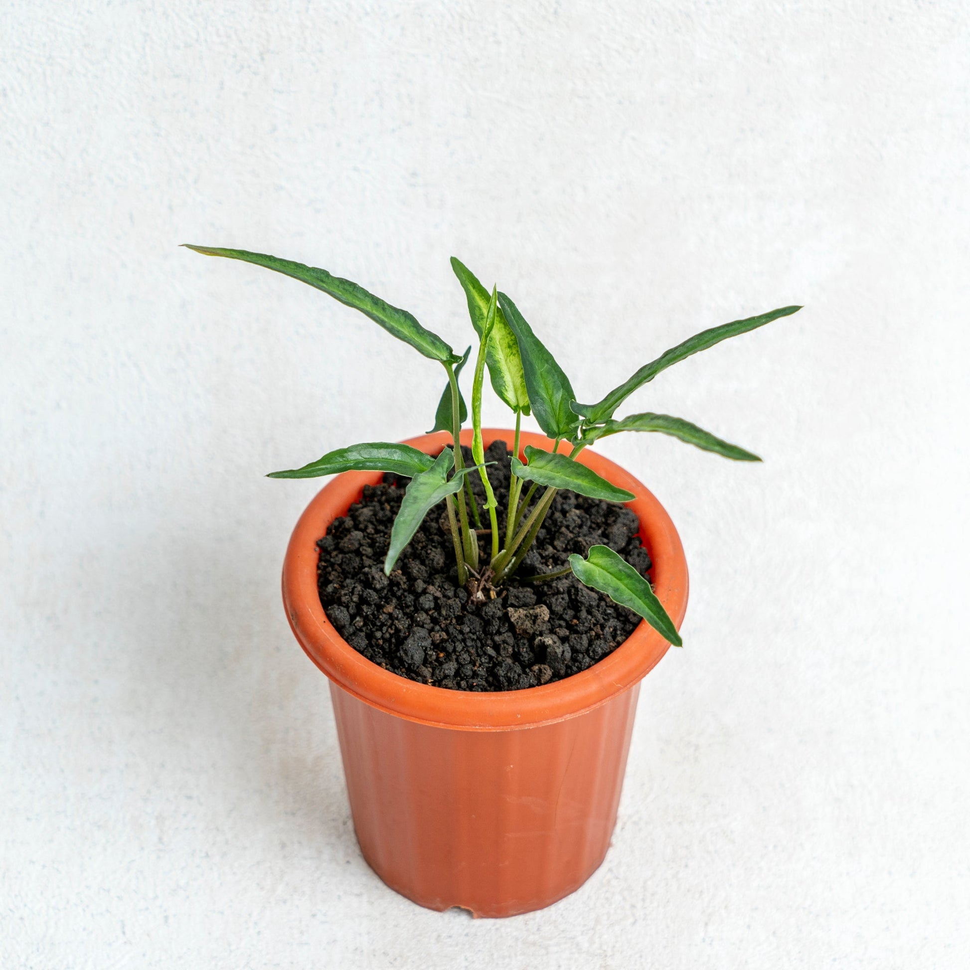 Syngonium Podophyllum Ribbon - Indonesian Rare Plants