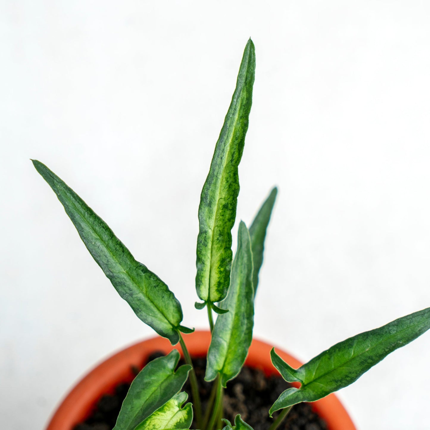Syngonium Podophyllum Ribbon