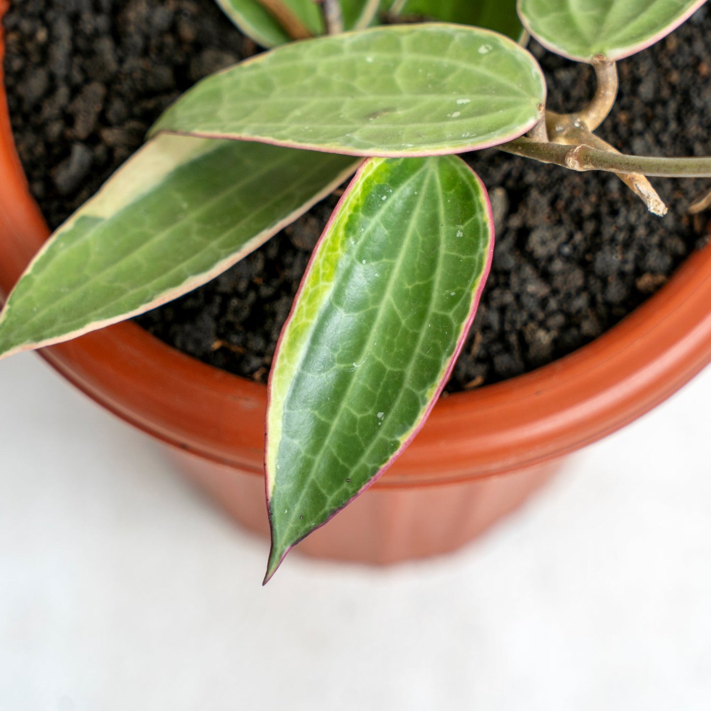 Hoya Macrophylla Variegated