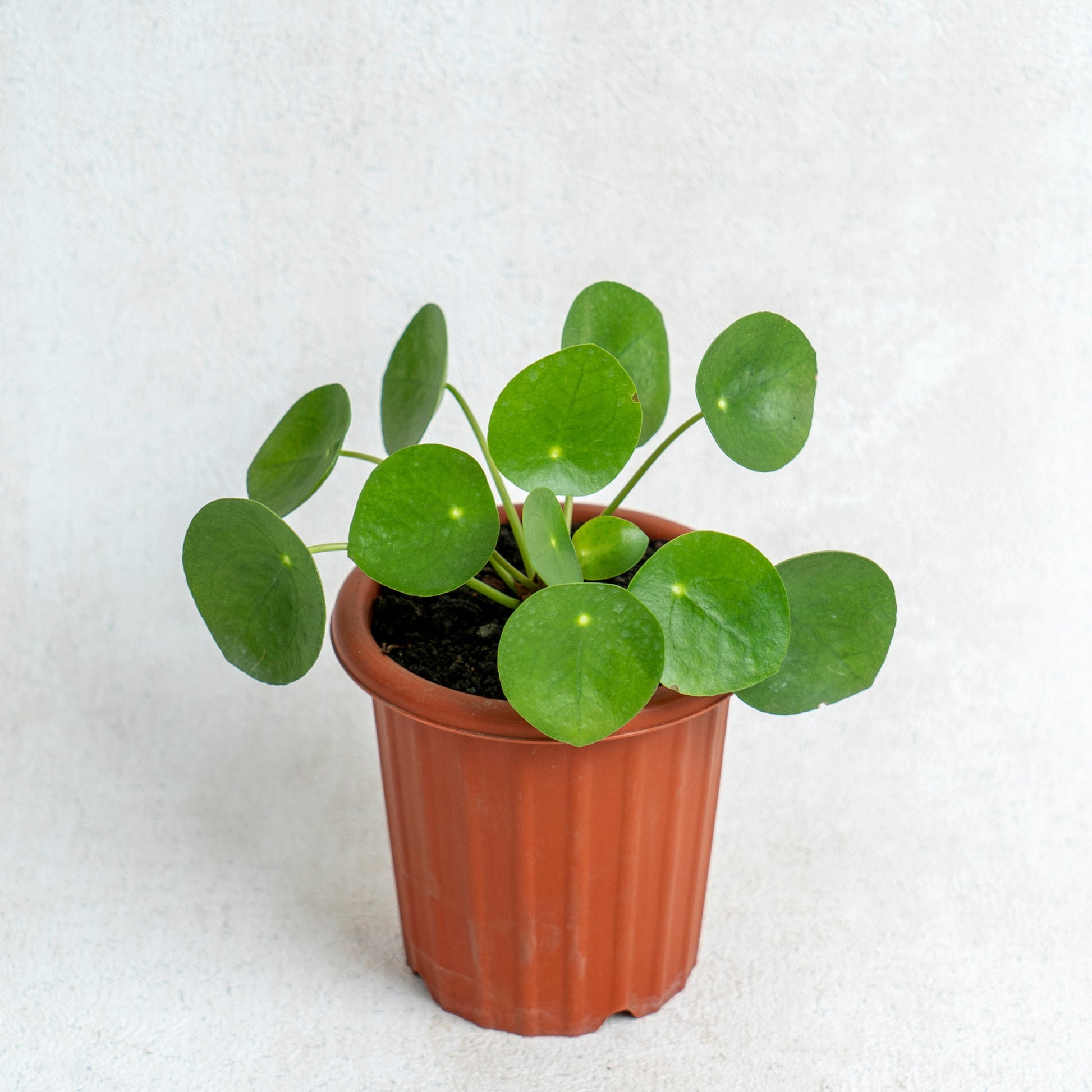 Pilea - Indonesian Rare Plants