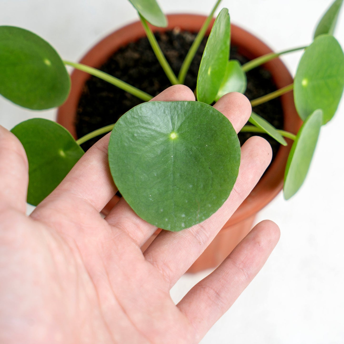 Pilea