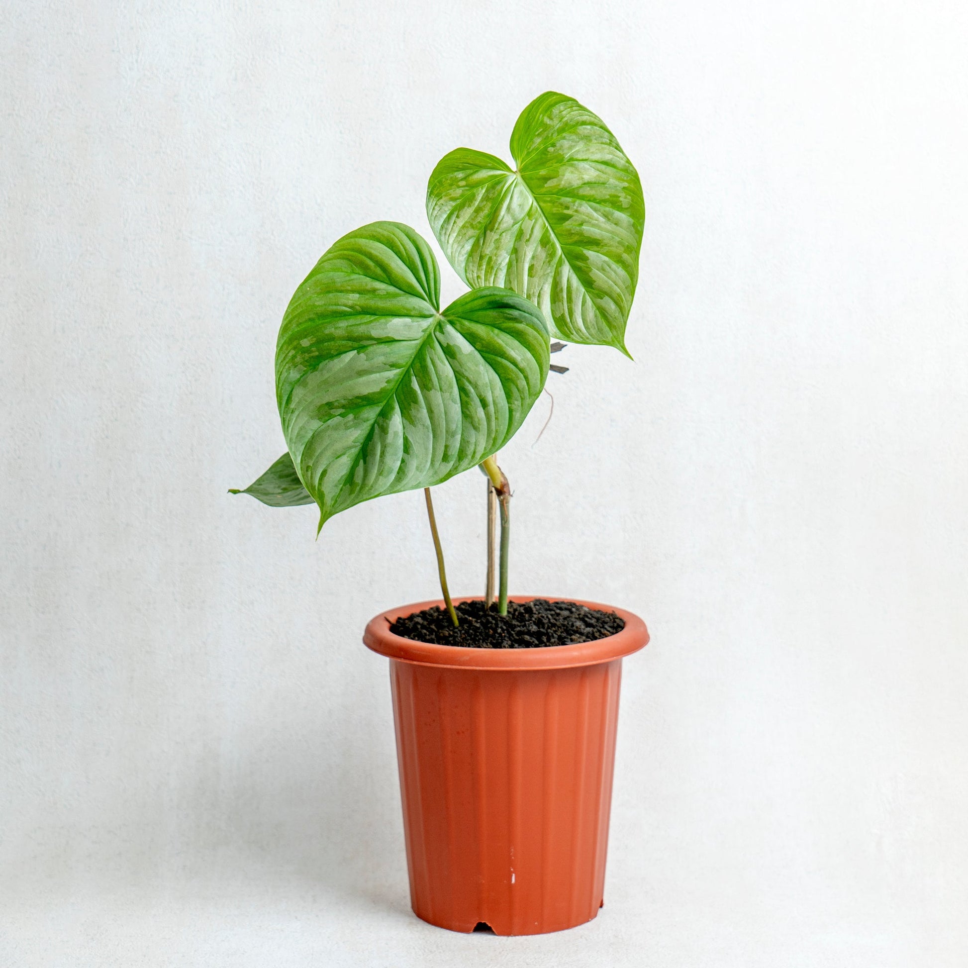 Philodendron Majestic (Sodiroi x Verrucosum) - Indonesian Rare Plants