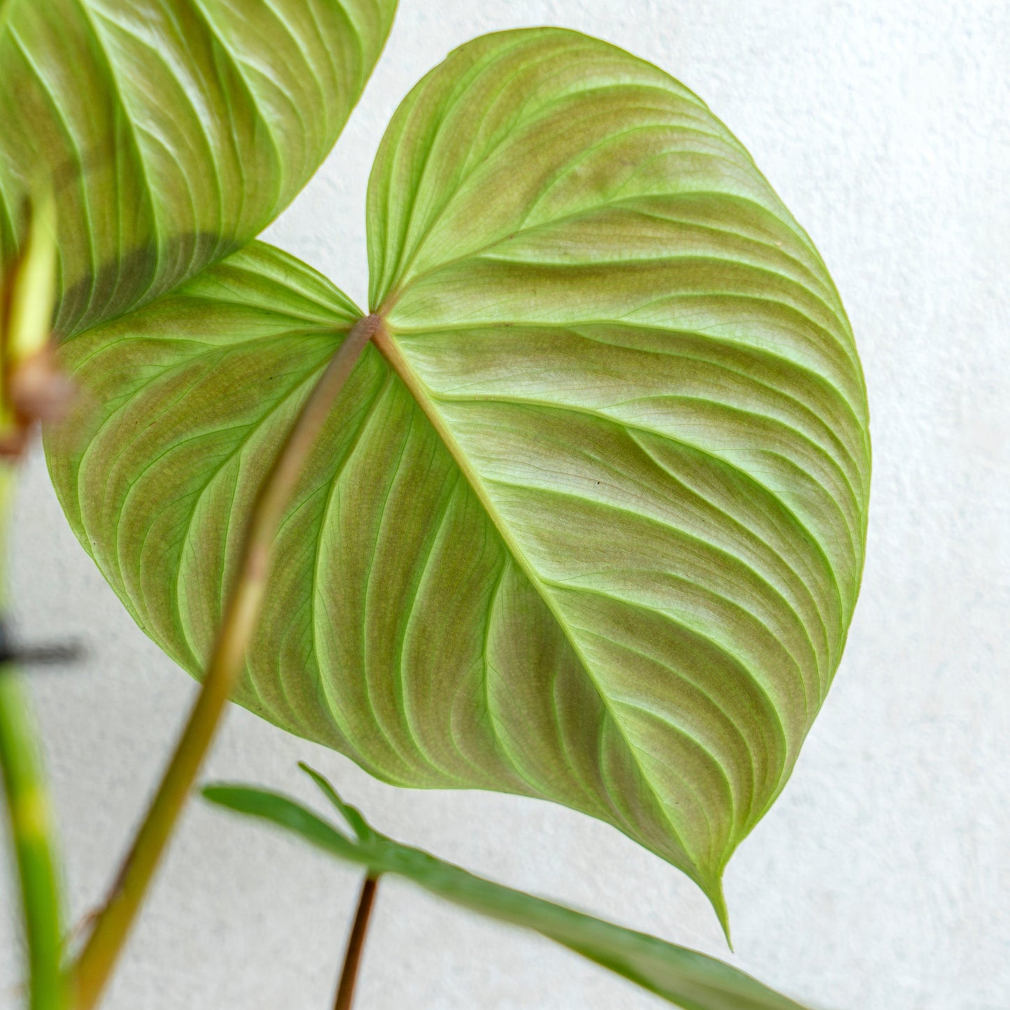 Philodendron Majestic (Sodiroi x Verrucosum)