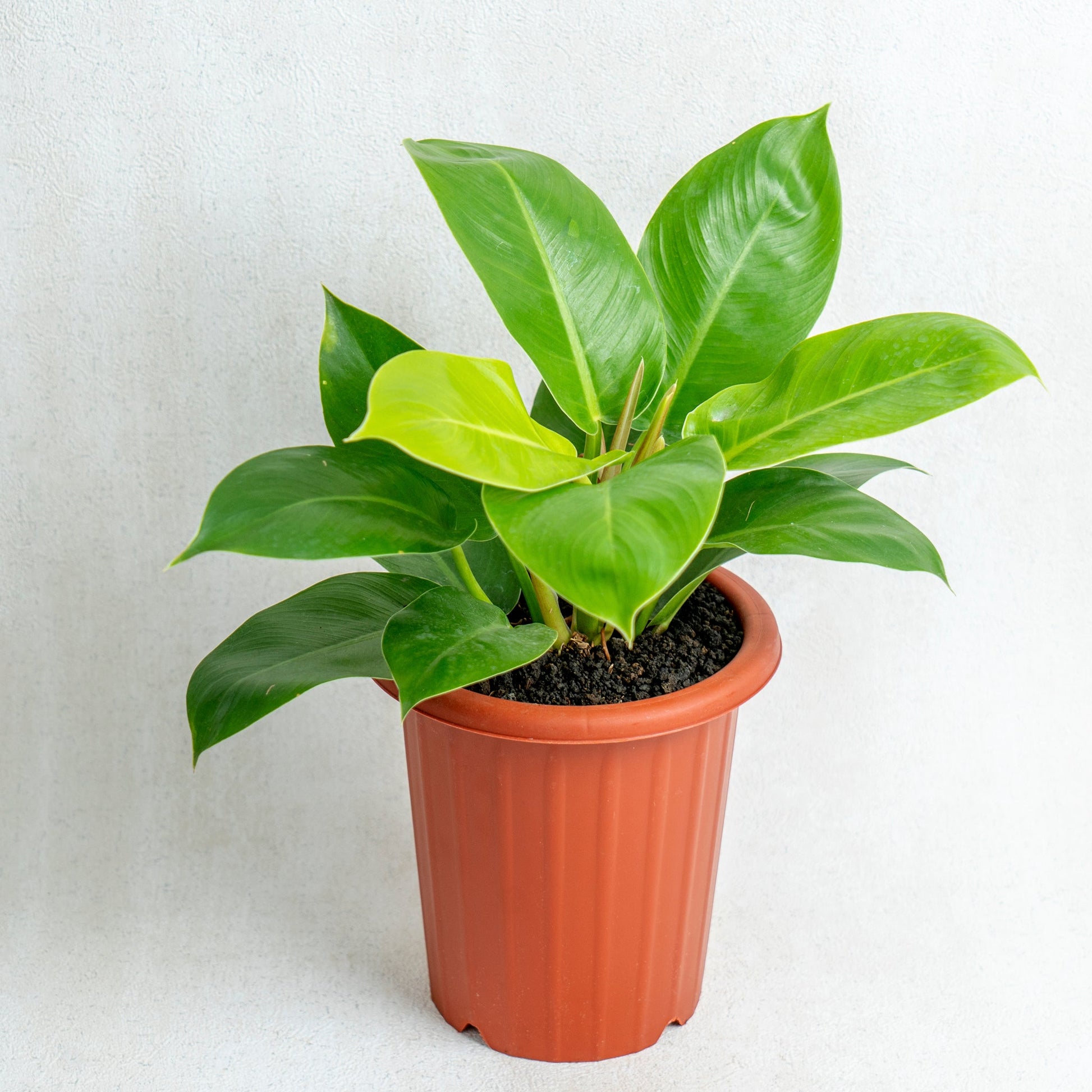 Philodendron Moonlight - Indonesian Rare Plants