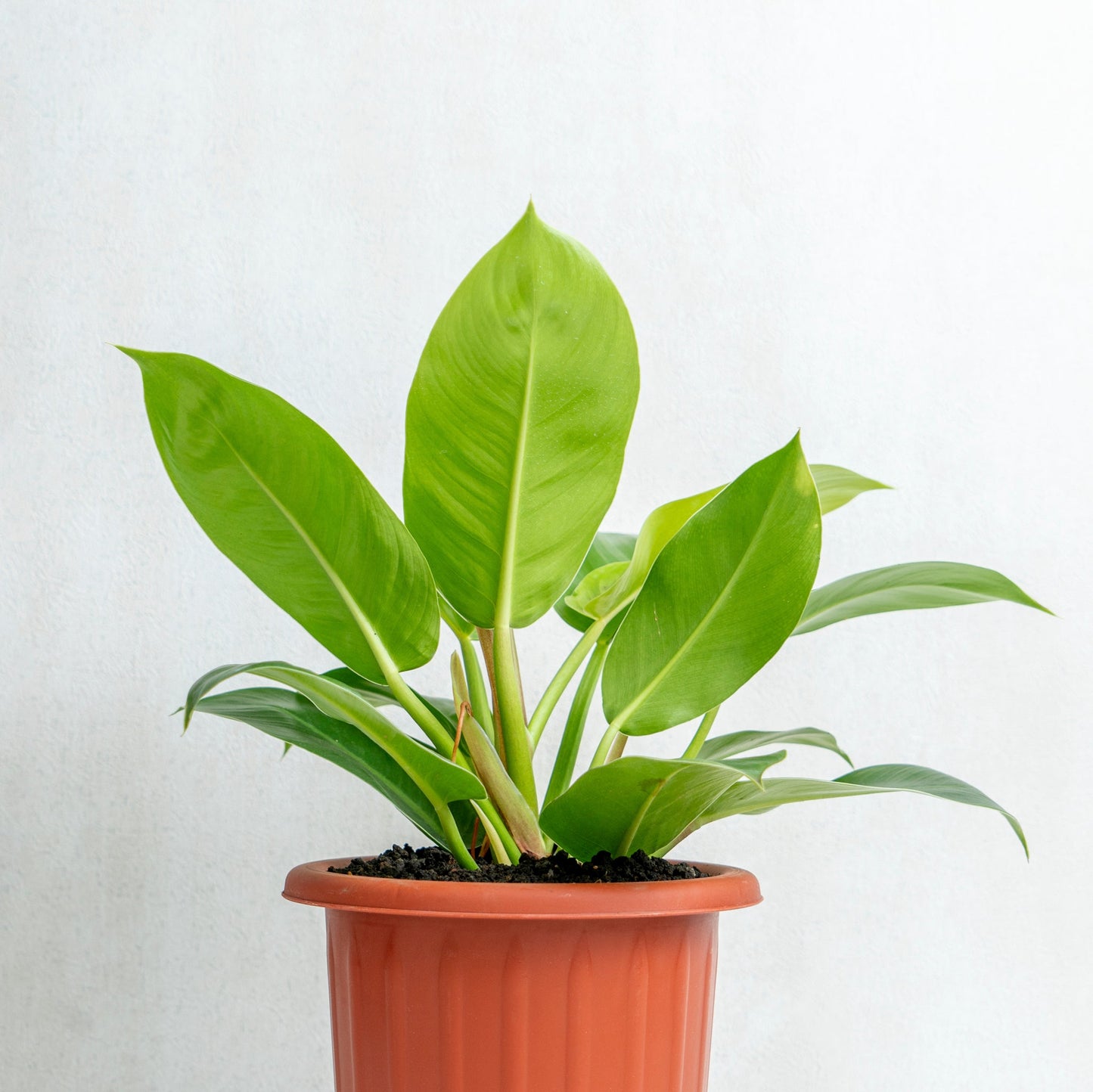 Philodendron Moonlight